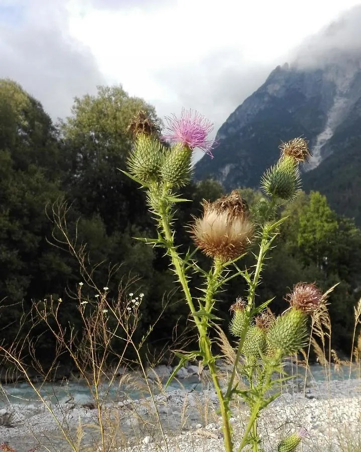 Affittacamere Casa Del Chico Dolomiti Agordine Hotel Taibon